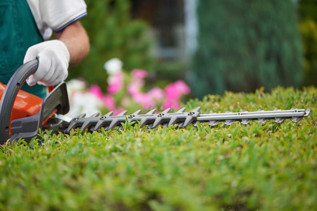 Professional gardener using a hedge trimmer to shape a well-maintained bush in a sunny residential yard – hedge trimming service in Savannah Georgia