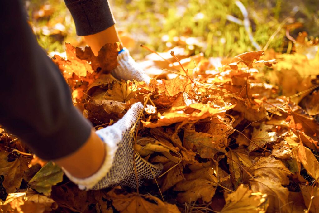 Man picking up dead leaves from a lawn to clear a yard in Savannah Georgia