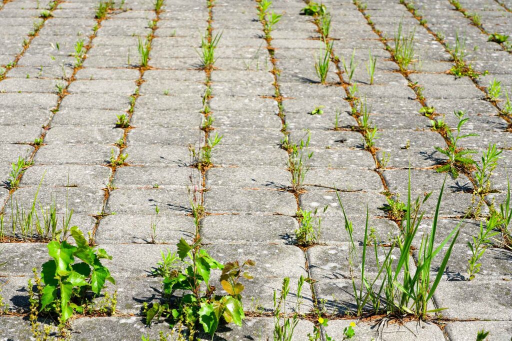 weeds growing up through cracks in a stone pathway